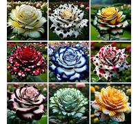 Seltene Sorten Rosensamen Showy Rosensamen Schnittblumen Nicht-Gvo Offene Bestäubungssamen für Balkon Gartenpflanzung J 400pcs