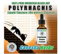 Selvaggio Mountain Ant Vicina Roger Polyrhachis Liquido Tintura 59ml/60ML