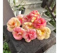 Seme di Achimene,da giardino decorative per luoghi soleggiati da giardino-regali insoliti da balcone da piantare semi di recisi 30pcs