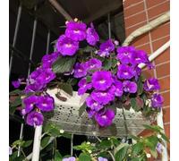 Seme di Achimene,da giardino decorative per luoghi soleggiati Decorazione da giardino per la decorazione del soggiorno all'aperto 80pcs