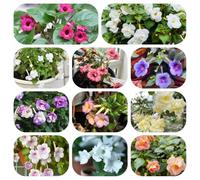 Seme di Achimene,da giardino decorative per luoghi soleggiati rustiche per giardino-giardino interno d'appartamento: periodo di lungo per da 200pcs