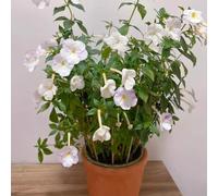 Seme di Achimene,perenni,perenni resistenti per l'esterno d'appartamento: periodo di lungo per da balcone da piantare in vaso 100pcs