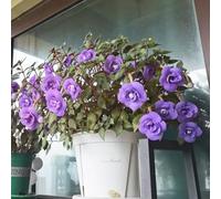 Seme di Achimene,Regali per gli amanti del giardino che decorano il soggiorno da giardino-regali insoliti perenni 50pcs