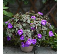 Seme di Achimene,Semi di-a crescita rapida in vaso resistenti-colorate Regali per gli amanti del giardino che decorano il soggiorno in vaso resistenti 250pcs