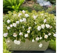 Seme di Achimene,semi di recisi-molto adatti alle e agli insetti vaso per con meravigliosamente luminosi decorative per la coltivazione di semi 80pcs