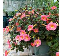 Seme di Achimenes, autunnali resistenti decorazioni giardino per esterni vecchie varietà di estivi arredamento del soggiorno semi selvatici giardino serre balcone 650pcs
