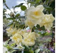 Seme di Achimenes, vecchie varietà di estivi raro farfalla balcone decorazione primaverili arredamento 350pcs