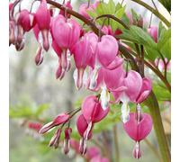 Seme di cuore sanguinante - vecchie varietà resistenti per giardini rocciosi semi di arredamento del soggiorno estivi resistenti rari 450pcs