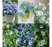 seme di Nomelolvides di giardino balcone giardino seme non mi dimentica Nomelolvides 600pcs