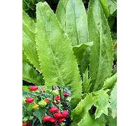 Seme in vaso: 100 semi di Culantro Recao + 10 semi di Aji Duce