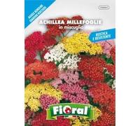 Sementi da fiore di qualità in bustina per uso amatoriale (ACHILLEA MILLEFOGLIE IN MISCUGLIO)