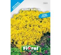 Sementi da fiore di qualità in bustina per uso amatoriale (ALISSO GIALLO)