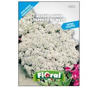 Sementi da fiore di qualità in bustina per uso amatoriale (ALISSO NANO TAPPETO DI NEVE)