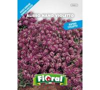 Sementi da fiore di qualità in bustina per uso amatoriale (ALISSO NANO VIOLETTO)