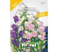Sementi da fiore di qualità in bustina per uso amatoriale (CAMPANULA SEMPLICE IN MISCUGLIO)