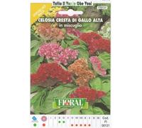Sementi da fiore di qualità in bustina per uso amatoriale (CELOSIA CRESTA DI GALLO ALTA IN MISCUGLIO)