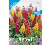 Sementi da fiore di qualità in bustina per uso amatoriale (CELOSIA PLUMOSA NANA IN MISCUGLIO)