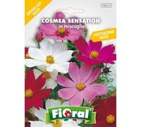 Sementi da fiore di qualità in bustina per uso amatoriale (COSMEA SENSATION IN MISCUGLIO)