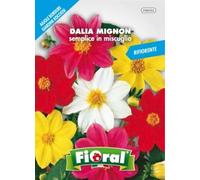 Sementi da fiore di qualità in bustina per uso amatoriale (DALIA NANA MIGNON SEMPLICE IN MISCUGLIO)