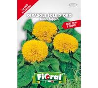 Sementi da fiore di qualità in bustina per uso amatoriale (GIRASOLE NANO DOPPIO SOLE DʼORO)