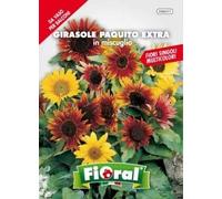 Sementi da fiore di qualità in bustina per uso amatoriale (GIRASOLE PAQUITO EXTRA IN MISCUGLIO)