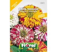 Sementi da fiore di qualità in bustina per uso amatoriale (ZINNIA TRICOLORE DOPPIA IN MISCUGLIO)