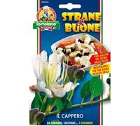 SEMENTI DI ORTAGGI DI VARIETA' STRANE & BUONE IN BUSTINE PER USO HOBBYSTICO (cappero)