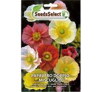 SEMENTI DI PAPAVERO DOPPIO MISCUGLIO BUSTINA 1-2 GR