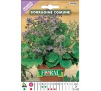 Sementi di piante aromatiche e officinali in bustina ad uso amatoriale (BORRAGINE)