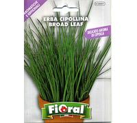 Sementi di piante aromatiche e officinali in bustina ad uso amatoriale (ERBA CIPOLLINA)