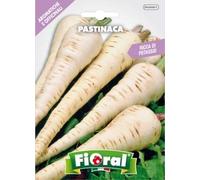Sementi di piante aromatiche e officinali in bustina ad uso amatoriale (PASTINACA)