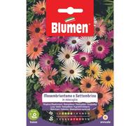 SEMENTI DI SET TEMBRINO MESEMBRIANTEMO giardino semi fiori aiuole blumen