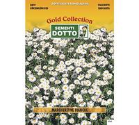 Sementi Dotto Semi di MARGHERITINE Bianche - h cm 15