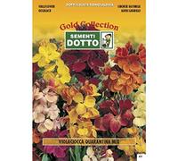 Sementi Dotto Semi di VIOLACIOCCA QUARANTINA in Mix - h cm 50