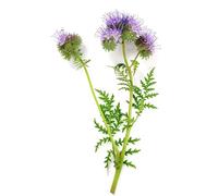 SEMENTI MELLIFERE - FACELIA (PHACELIA) - 1 KG - APICOLTURA