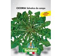 Sementi orticole di qualità l'ortolano in busta termosaldata (160 varietà) (CICORIA SELVATICA DA CAMPO)
