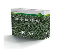 Sementi per Prato di Dicondra Repens - 100 g