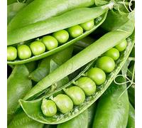 SEMENTI Semi di Piselli UTRILLO 500 gr in scatola - mezza rama - grano rugoso - Piselli Utrillo Varietà ADATTA da SURGELO - DOLCISSIMO