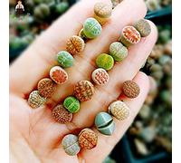 SEMI -100pcs / bag mix Lithops semi rari semi succulenti Pseudotruncatella Living s impianto mini giardino Red Seeds ONLY