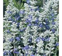 SEMI 40+ SALVIA ARGENTEO BLU STRATA fiore/PERENNE/CERVO, tollerante SICCITÀ: Only Seeds