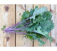 Semi 600x Russian Red Kale
