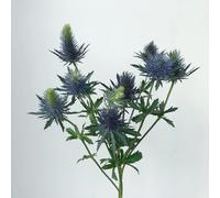 semi a sfera resistenti - semi di prato piccolo per donne, giardino tetti verdi 80pcs