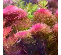 semi acquatiche giardino balcone riverdimento tetti decorazione interni esotica Copertura resistente Letti elevati giardino 1000pcs