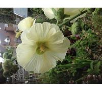Semi Alcea rosea giallo pallido Malvone 60 sementi e 40 Extra Vari libero (100) Seeds ONLY