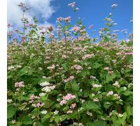 semi alforone giardino di balcone resistenti verdi serrature balcone riverdimento tetti Letti elevati per il giardino selvatico 1200pcs