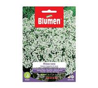 SEMI ALISSO BIANCO NANO TAPPETO NEVE BLUMEN