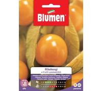 SEMI ALKEKENGI FRUTTI COMMESTIBILI BLUMEN