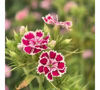 semi annuali di garofano dolce - Dianthus - per il giardino sul balcone resistenti rare di vecchie varietà 750pcs