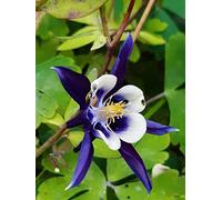 SEMI AQUILEGIA VULGARIS -MISCUGLIO COLORI-