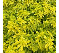 Semi arancia resistenti resistenti all'aria aperta semi di perenne resistente che copre il suolo in inverno 250pcs